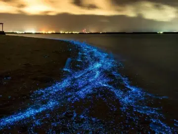Nocny spacer po plaży na Malediwach, gdzie fale tworzą magiczny morze gwiazd, mieniąc się błękitnym blaskiem.