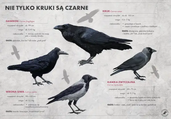 Kawka i wrona siwa - jak je odróżnić bez pomyłek?