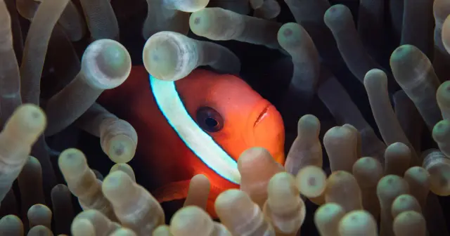 Nemo i błazenek z filmu „Gdzie jest Nemo?” - co symbolizuje?