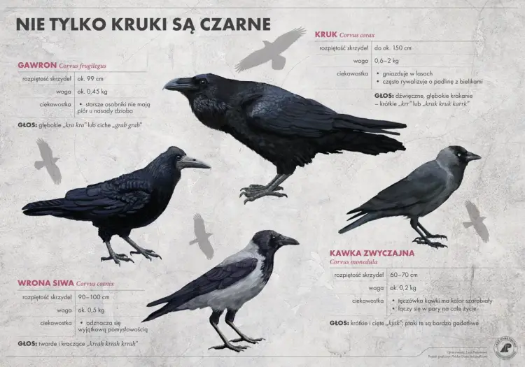 Kawka i wrona siwa - jak je odróżnić bez pomyłek?